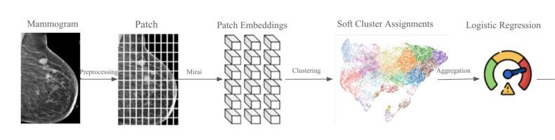 Revealing Mammographic Phenotypes in Deep Learning Breast Cancer Risk Models Figure 1
