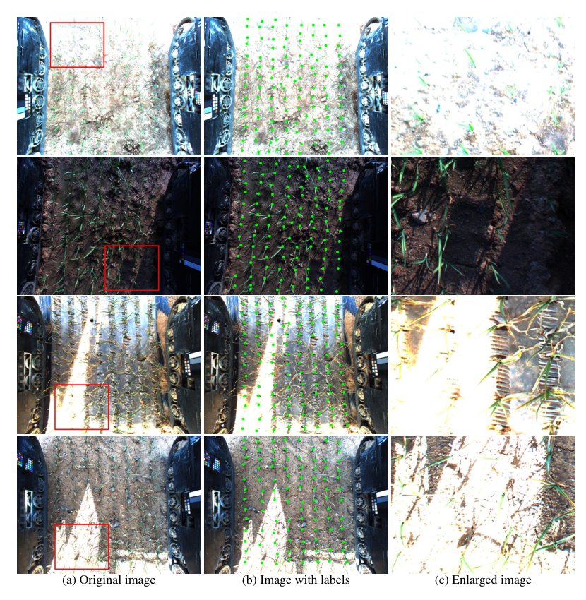 Learning Adversarial Augmentation Policies for Robust Garlic Seedling Detection Figure 1