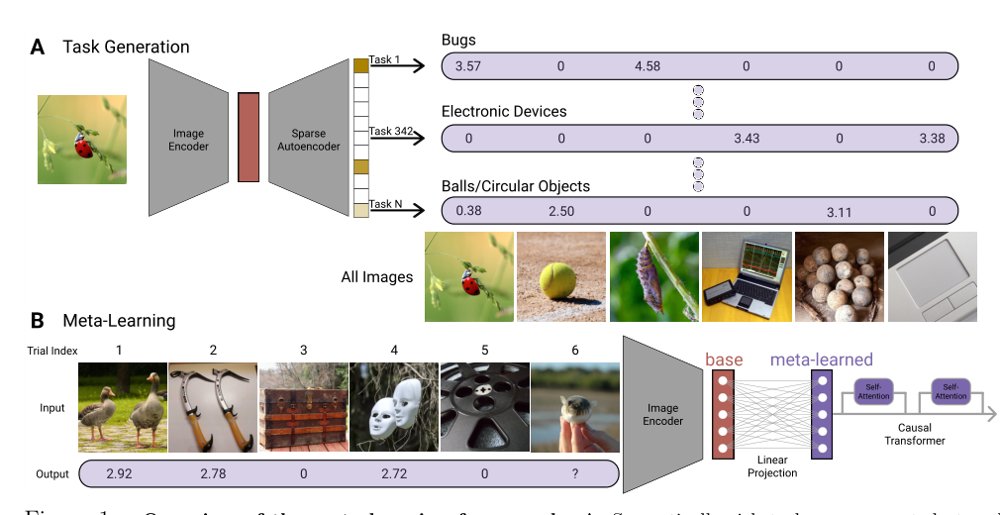 Meta-learning as a principle for human-like visual representations Figure 1