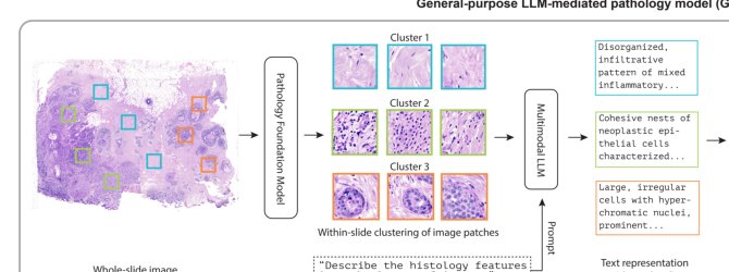 Mitigating Batch Effects in Histopathology via Language-Mediated Robust Embedding Generation Figure 1