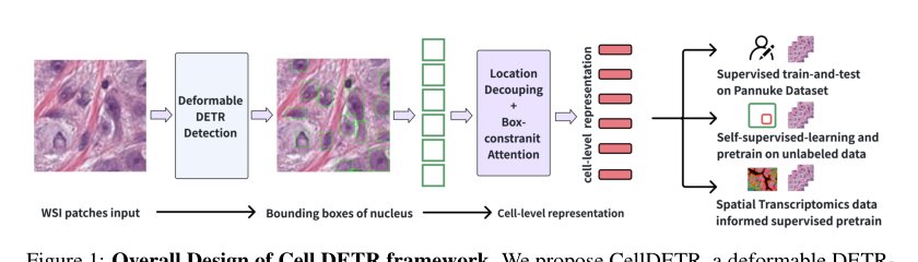 CellDETR: A Detection-Guided Framework for Scalable Cell Representation Learning from Histopathology Images Figure 1