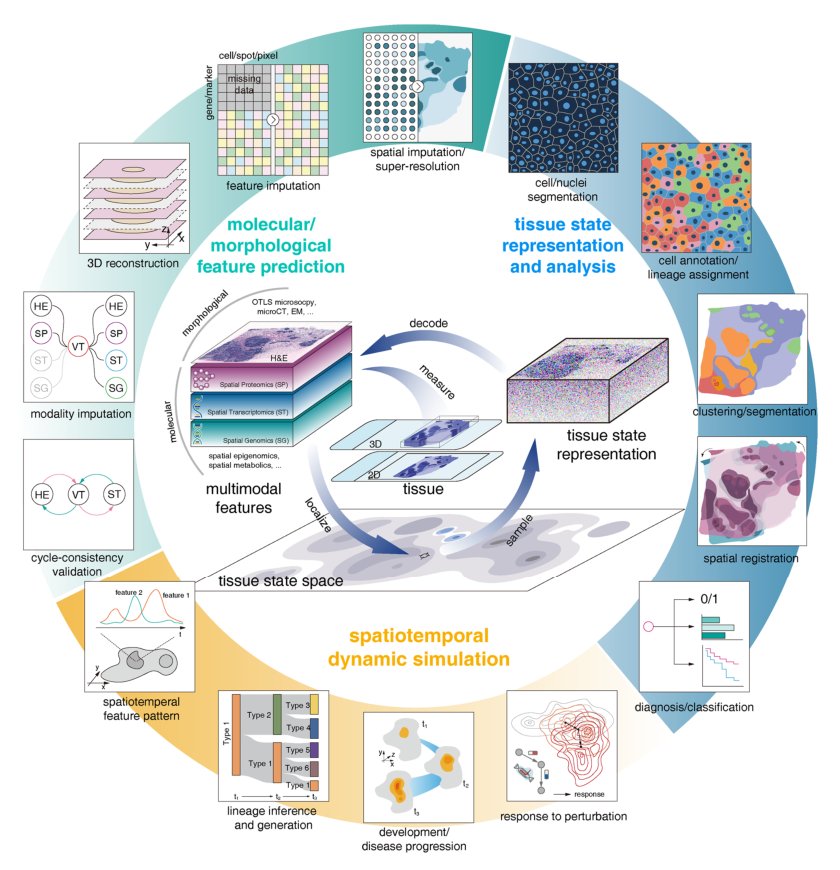 Building artificial intelligence virtual tissue (AIVT) for tissue state representation, feature prediction, and dynamic simulation Figure 1