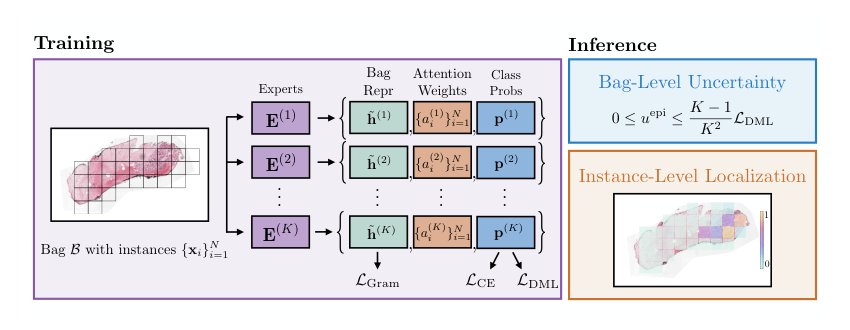 Uncertainty Estimation in Pathology Foundation Models via Deep Mutual Learning Figure 1