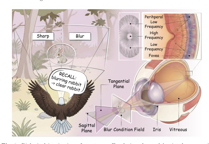 CogSENet: Blind Image Deblurring with Blur-Conditioned Semantic Routing and Explicit Frequency Fusion Figure 1