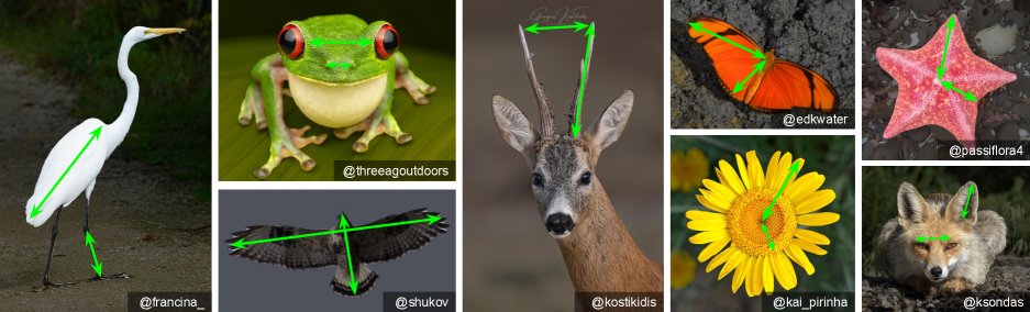 WildProp: Visual Estimation of Wildlife Body Proportions at Scale Figure 1
