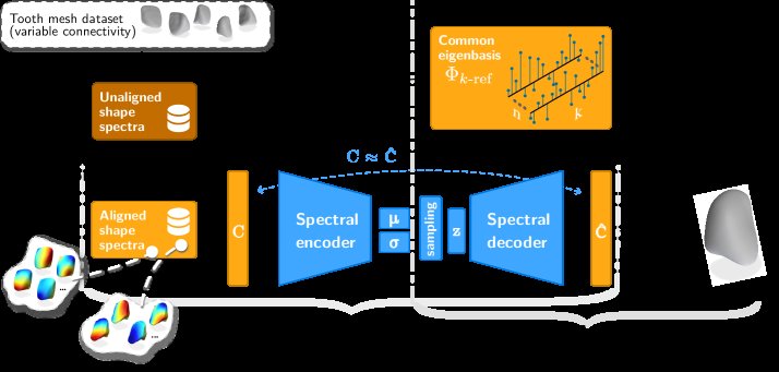 Deep Spectral Models for Robust Dental Shape Generation Figure 1