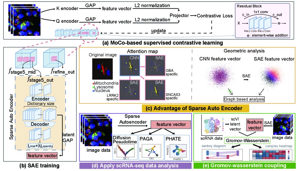 Resolving superposition in AI for interpretability and cross-modal alignment in patient-neuronal images Figure 1