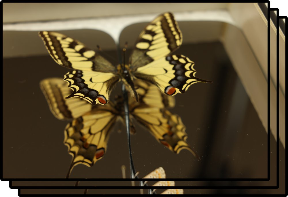 Practical High-Fidelity Novel-View Synthesis of Mounted Lepidoptera Figure 1