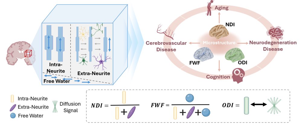 BrainFIBRE: A Foundation Model via Information Decomposition for Brain Microstructure Figure 1