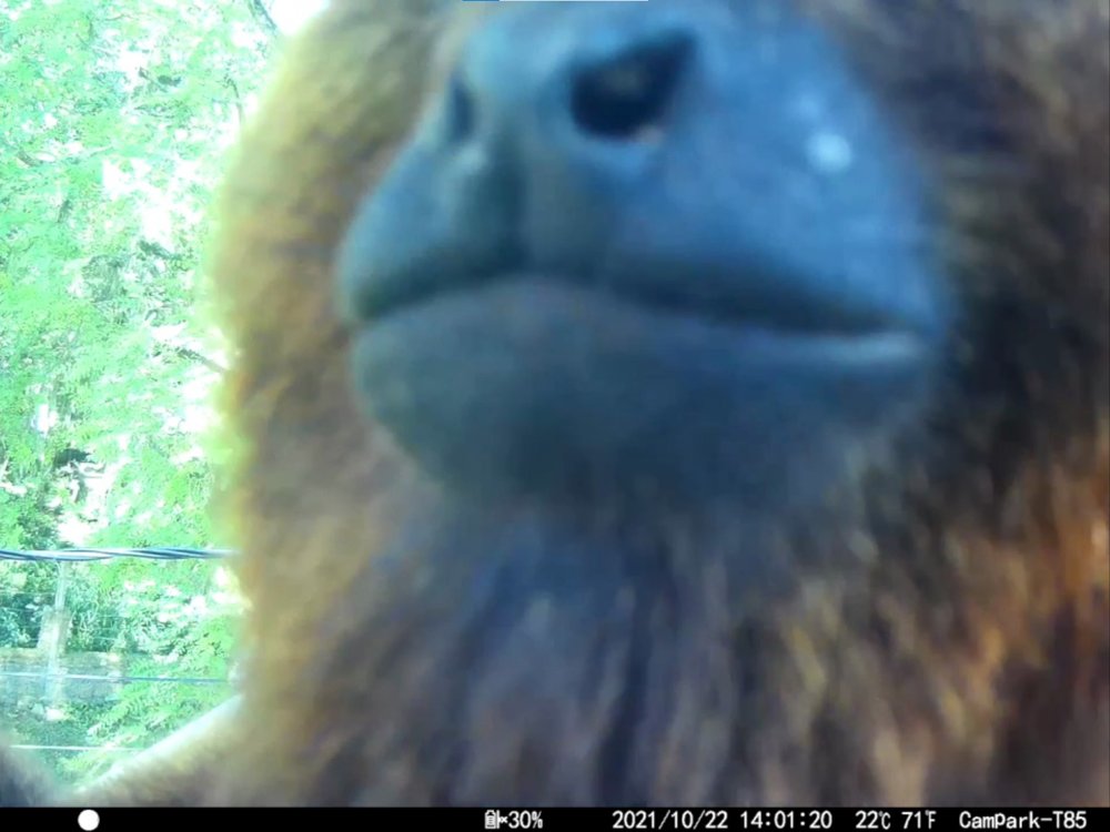 Computer Vision for Wildlife Monitoring: Detecting Brown Howler Monkeys using YOLO Figure 1