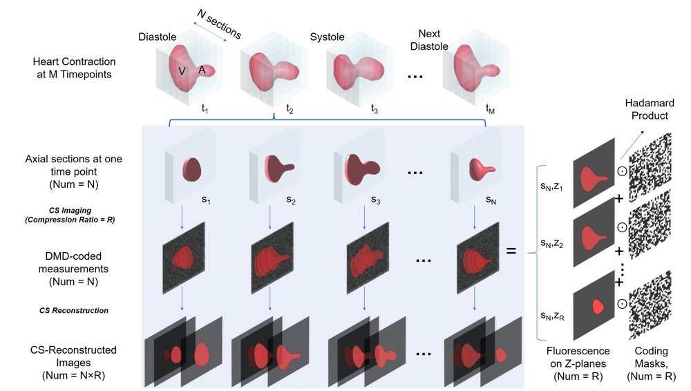 Plug-and-Play Volumetric Reconstruction for Compressive Sensing Light-Sheet Microscopy Figure 1
