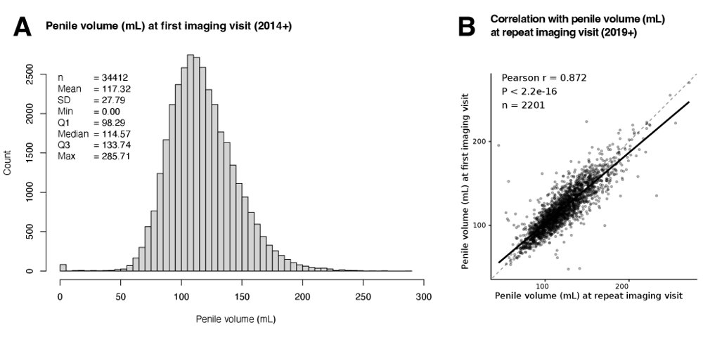 Population-Scale Segmentation of Penile Tissue in DIXON MRI using Deep Learning for Quantitative Phenotyping in Male Reproductive Health Figure 1