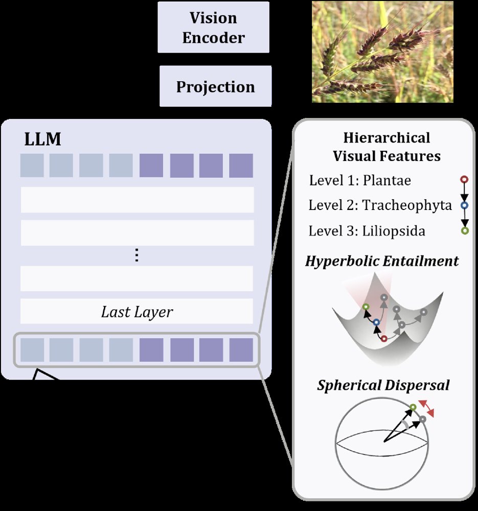 Learning Taxonomic Trees with Hierarchical Representation Regularization for Large Multimodal Models Figure 1