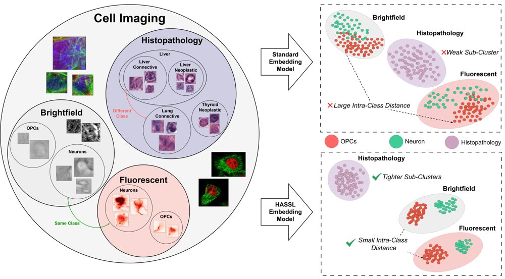 HASSL: Hierarchy-Aware Self-Supervised Learning Framework for Single Cell Microscopy Figure 1
