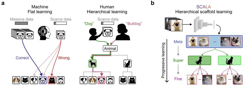 Hierarchical Scaffolding Enables Human-Like Cognitive Selectivity under Data Scarcity Figure 1