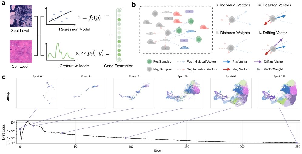 DriftST: One-Step Generative Inference of Spatial Transcriptomics from H\&E Histology Figure 1