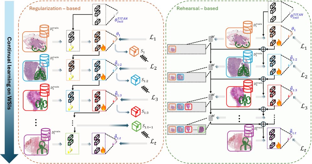 Continual Model Merging with Test-Time Adaptation for Whole-Slide Image Analysis Figure 1