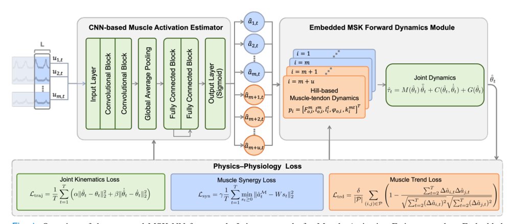 Physiologically Constrained Musculoskeletal Neural Network for Multi-DoF Joint Kinematics Estimation from Partially Observed sEMG Figure 1