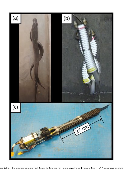 Model-based Optimization of Anguilliform Swimming Gaits for Soft Robotic Applications Figure 1