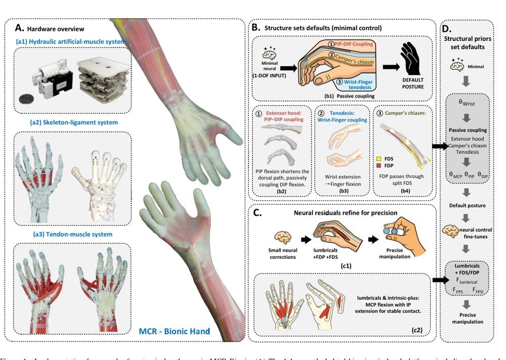 MCR-Bionic Hand: Anatomical Structural Priors for Dexterous Manipulation Figure 1