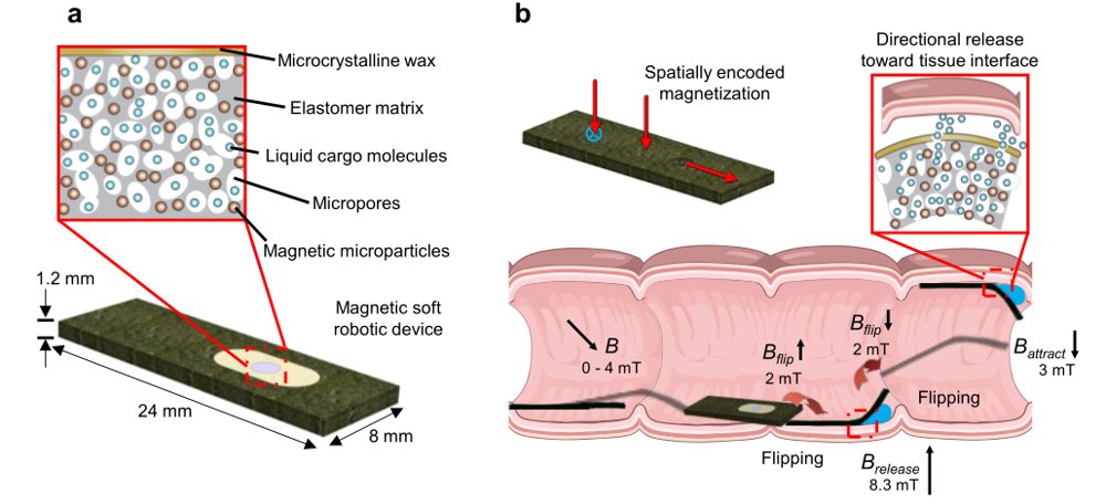 Programmable magnetic soft robots with controlled locomotion and directional liquid cargo release Figure 1