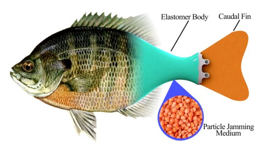 A Novel Bio-Inspired Fish Robot with Tunable Stiffness via Particle Jamming Figure 1