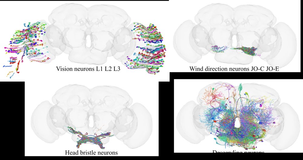 FLYNN: Robust Neural Network for Robot Navigation using Fly Brain Topology Figure 1