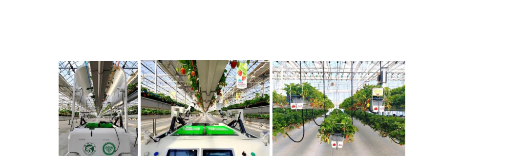 Vision-Based Early Fault Diagnosis and Self-Recovery for Strawberry Harvesting Robots figure